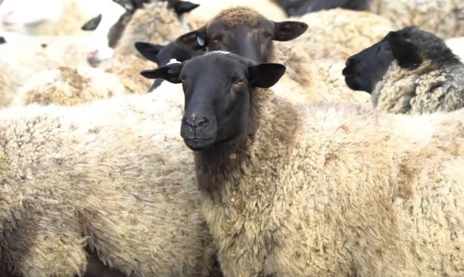 Овцы испортили бассейн и клумбы: тулячка подала иск на 118 000 рублей