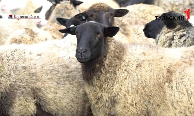 Как в Тульской области будет развиваться сельское хозяйство в ближайшие годы