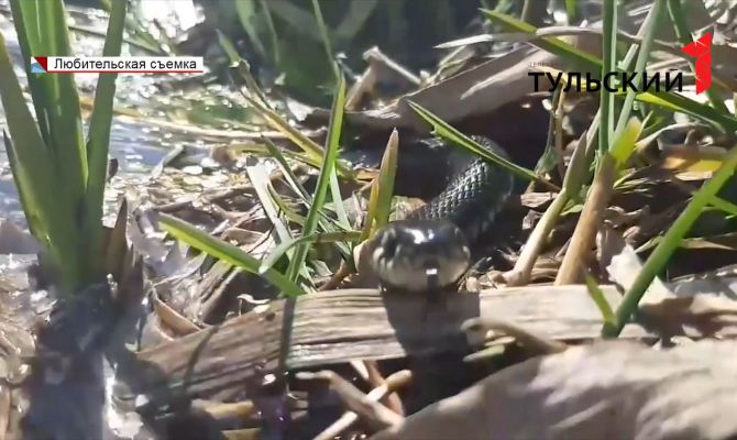 В Тульской области проснулись змеи