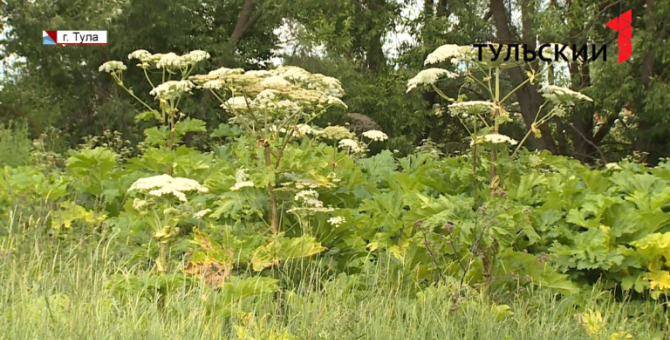 Жители Тульской области продолжают страдать от борщевика