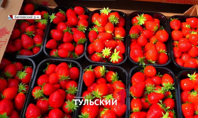 От 500 рублей за килограмм: почему ягоды в Тульской области такие дорогие