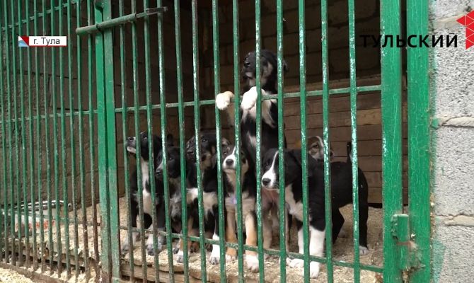 Как тулякам взять домой животное из приюта: подробная инструкция