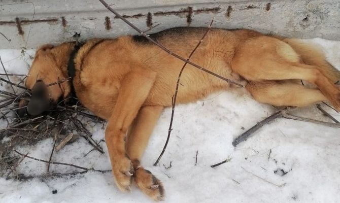 "Какую адскую боль и мучение перенес этот пес": в Новомосковске нашли изуродованный труп собаки