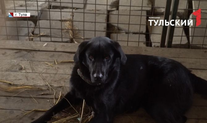 Ложная тревога или жестокое обращение: в соцсетях сообщили об издевательствах над собакой в Туле