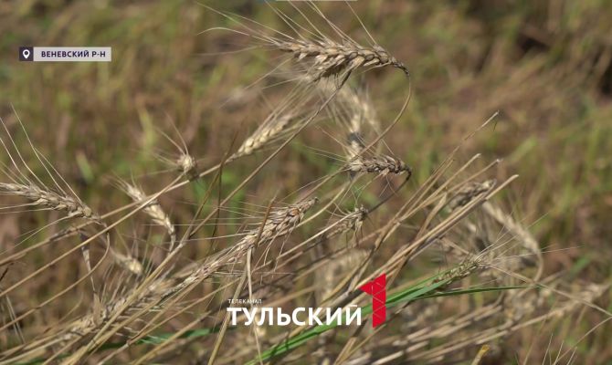 В Тульской области готовятся собрать рекордный урожай пшеницы