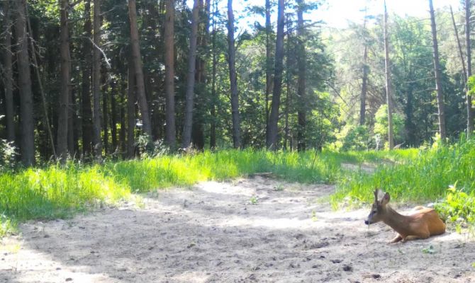 На границе Тульской области заметили загорающую косулю
