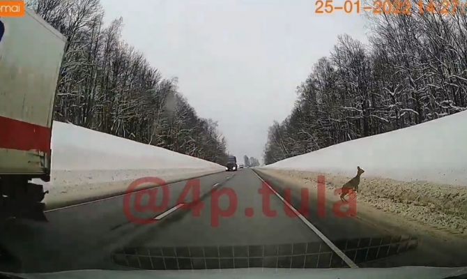 Под Тулой косуля выбежала на дорогу  и чуть не попала под колеса автомобиля