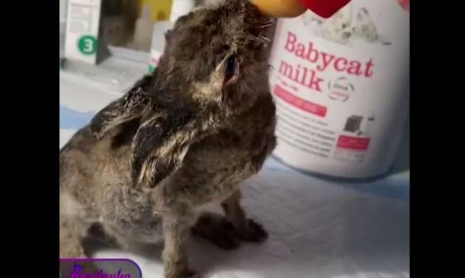 Спасенного на пожаре зайчонка назвали Табрис в честь девушки-волонтера