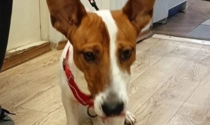 Тульский приют проводит акцию помощи бездомным животным