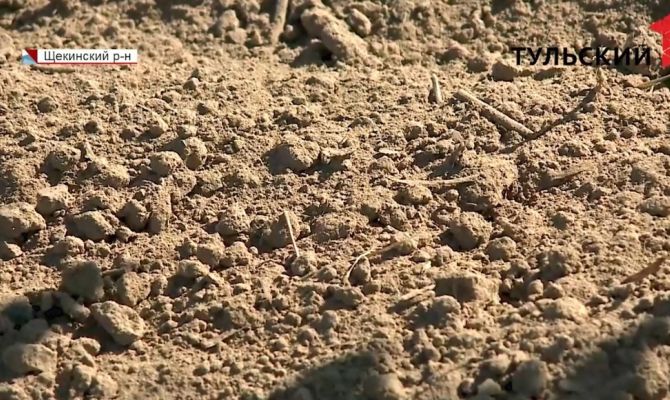 Последствия жары в Туле: фермеры спасают урожай и подсчитывают убытки