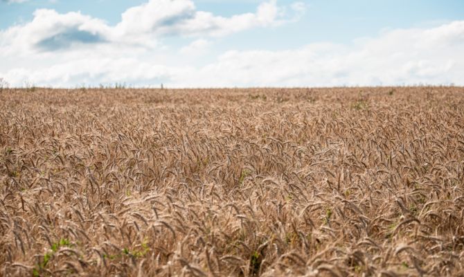 В минсельхозе дали прогноз на урожай в Тульской области после аномально снежной зимы