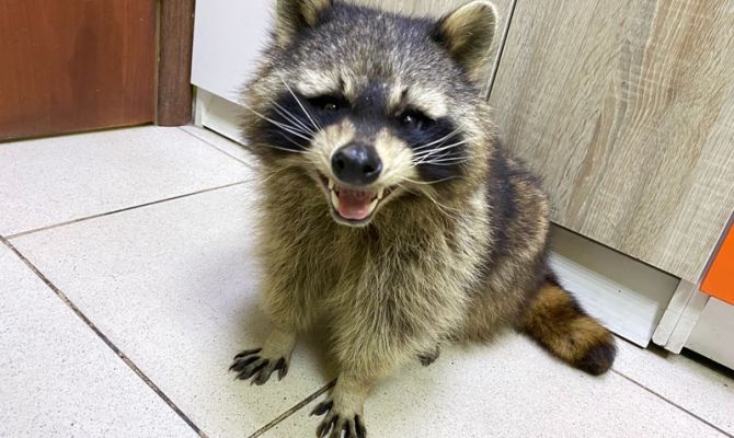 В Туле ищут дом для енота-полоскуна