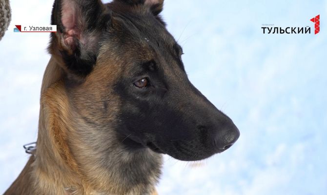 Стратегия и подход: опытный кинолог из Узловой рассказал о тонкостях воспитания собак-чемпионов