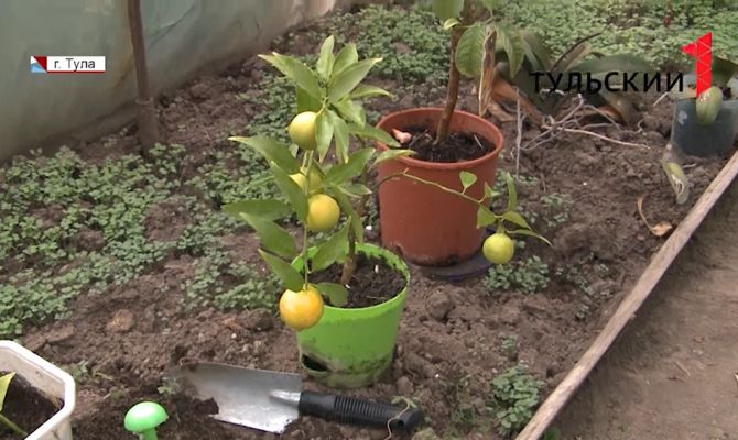 Тулячка вырастила на дачном участке сочные лимоны с помощью подкормки пивом и живой рыбой