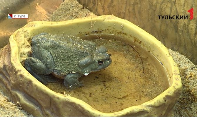 Исчезающие царевны: в Экзотариуме тулякам расскажут малоизвестные факты о жабах и лягушках