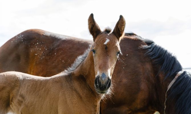 В Ясной Поляне выбрали имя для жеребенка