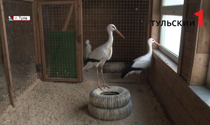 Как справляются с морозами животные тульского парка