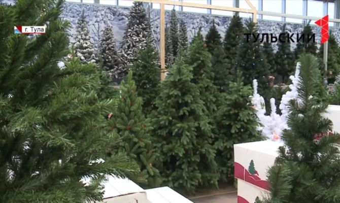 Как выбрать елку: ТОП-5 советов от специалистов