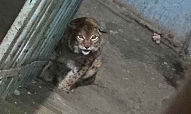 Владельца погибшей рыси Даши могут привлечь к ответственности за незаконное содержание животного