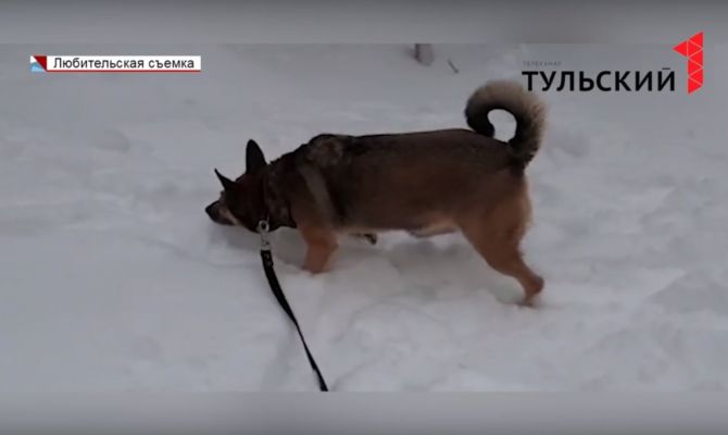 Как уберечь свою собаку от догхантеров