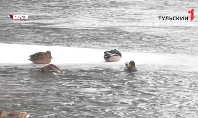 За тульской кряквой начал ухаживать самый маленький селезень России