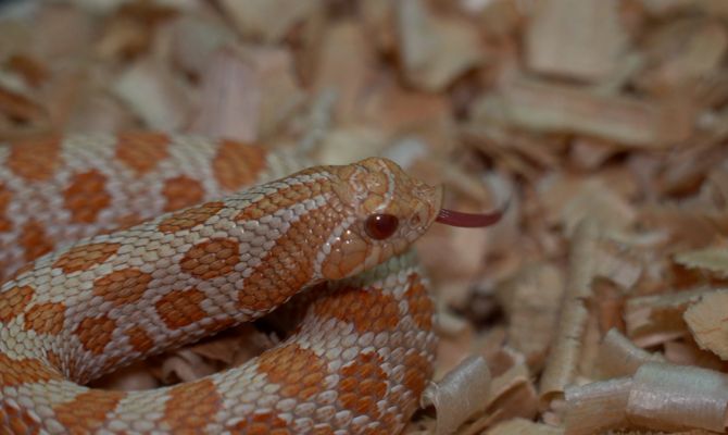 На зависть уставшим тулякам: змеи в Экзотариуме отправились на зимовку