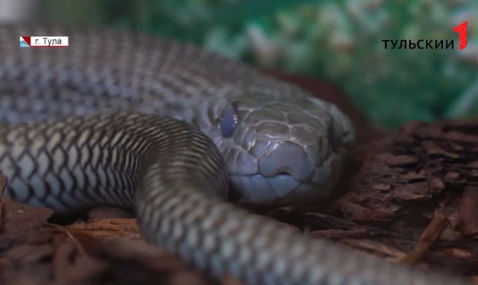 Цвет змеиной кожи и зоопарки в годы войны: какие выставки приготовил экзотариум