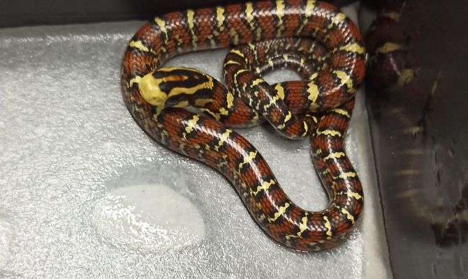 Более 100 змеиных детенышей появились в июле в Тульском экзотариуме