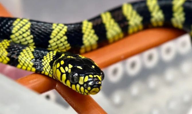 В Тульском экзотариуме на свет появились детеныши редкого вида змей