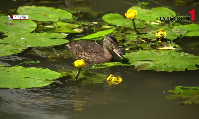 Как увеличить популяцию птиц в тульских парках