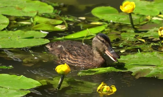 В Москве ввели карантин по птичьему гриппу: специалисты оценили вероятность вспышки в Туле