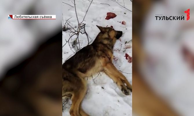 2 собаки и косуля: в Тульской области произошло очередное массовое убийство животных