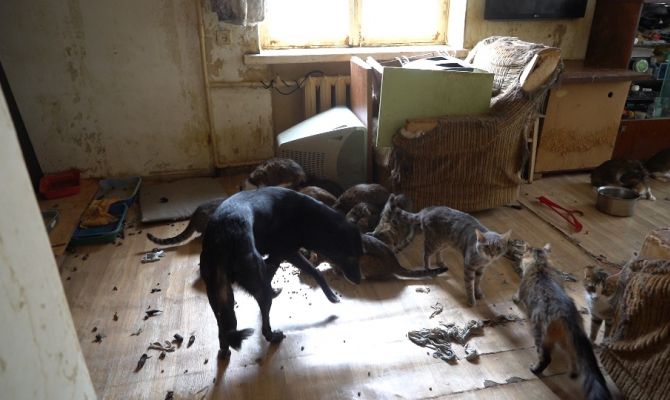 В Туле 24 кошки и собака 5 дней просидели в запертой квартире: что ждет их после освобождения