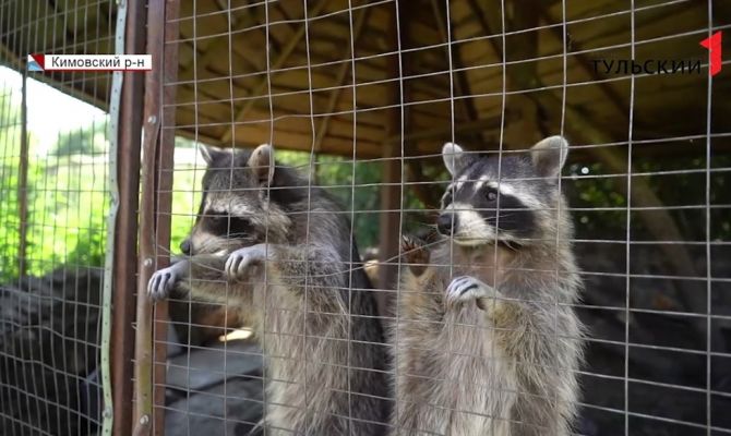 Как появляются на свет животные-гибриды