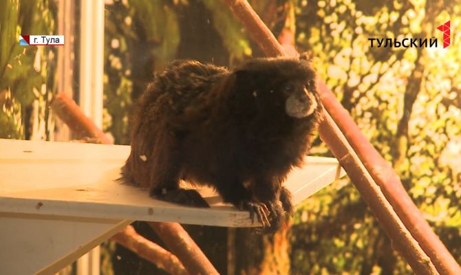 В Тулу приехал передвижной зоопарк «Парад обезьян»