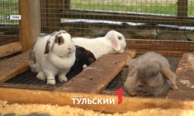 Названы животные с самой большой вероятностью перегрева