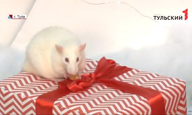 С хвоста быка упала к ногам Будды: как крыса стала символом года