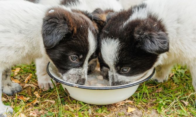 Щенки из Ясной Поляны ищут дом