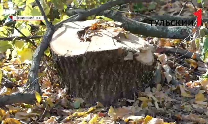 Лес рубят – щепки летят: почему в Щекинском районе полувековые дубы пошли под топор