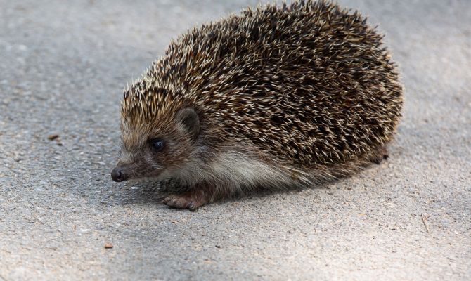 В Туле 16 апреля воздух прогреется до +15 градусов