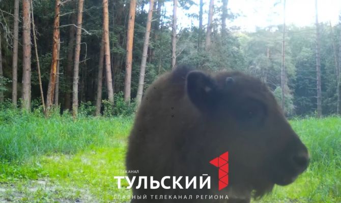 На границе Тульской области увидели маленького зубренка