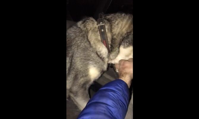 Жительница Алексина замотала пасть собаки скотчем «за плохое поведение»