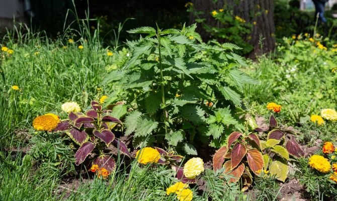 Мастер-классы, выставки и бои: что ждет туляков на ежегодном фестивале крапивы