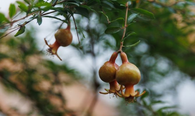Территорию Ясной Поляны украсили цветущие гранаты