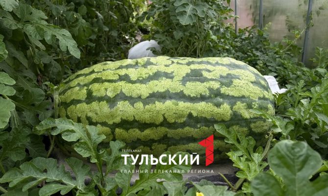 В Узловой поспел гигантский 75-килограммовый арбуз