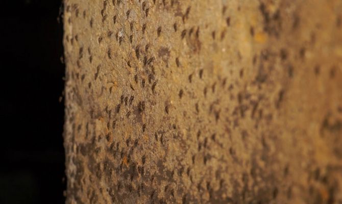 Подвал тульской пятиэтажки превратился в ферму для разведения комаров