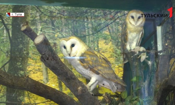 Совята, шиншиллы и обезьянки: в Тульском экзотариуме пополнение