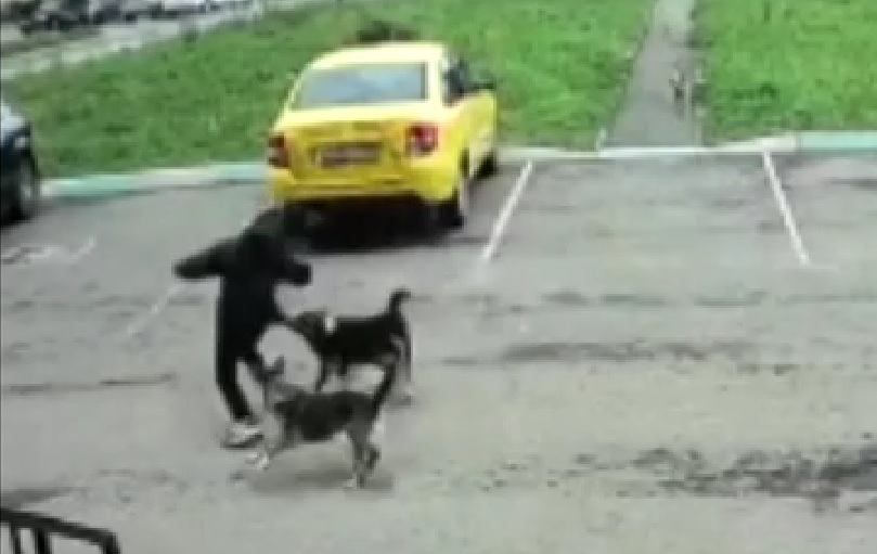 В Узловой нападение стаи бродячих собак на ребенка попало на видео