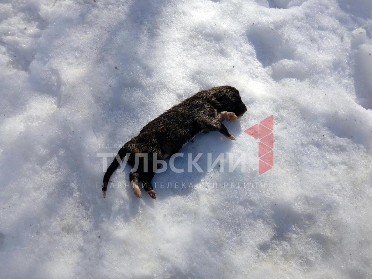 В Новомосковске неизвестный убивает бездомных собак