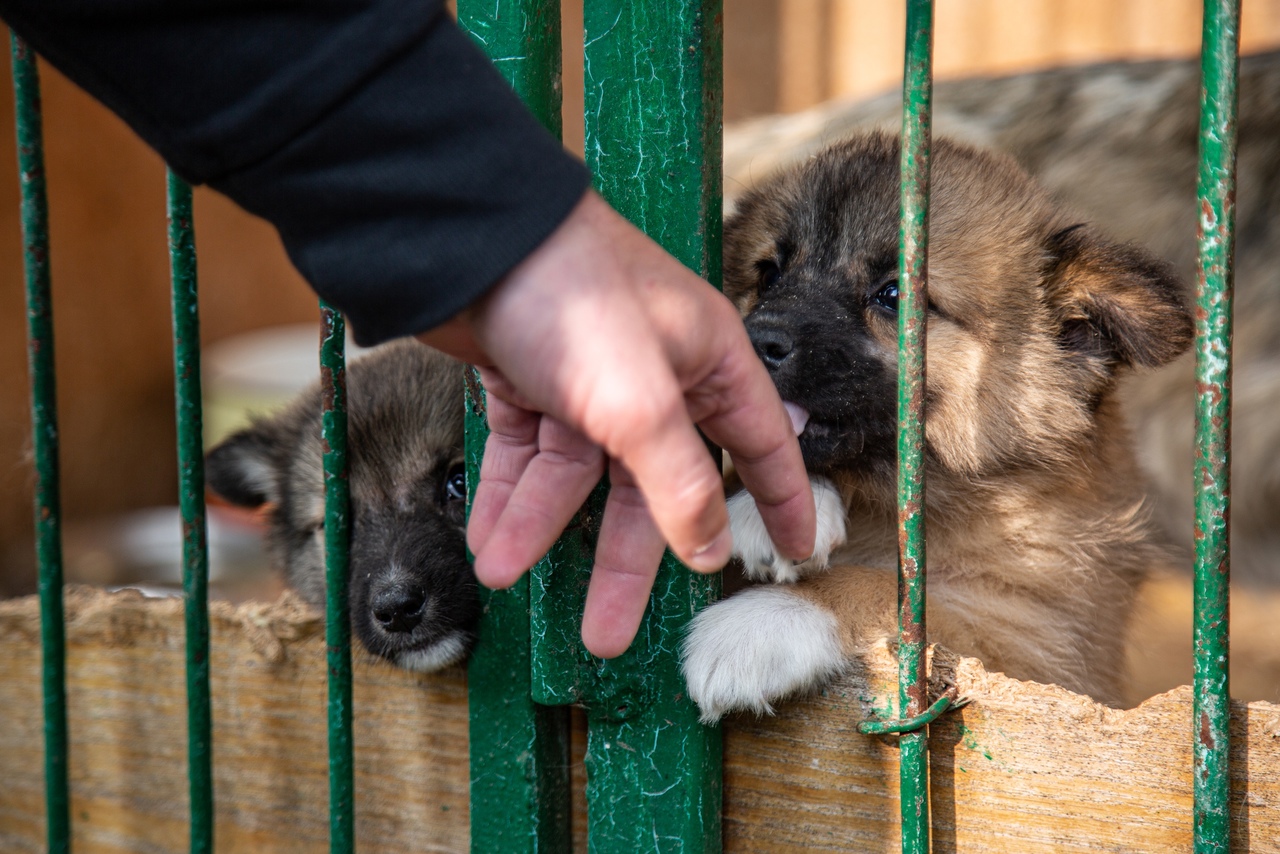 «Дни стольника» в «Любимце»: туляки могут помочь бездомным животным